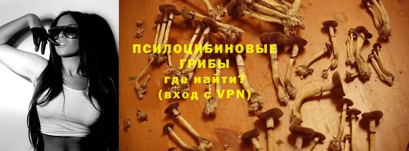 как найти наркотики  Зеленокумск  Галлюциногенные грибы Magic Shrooms 